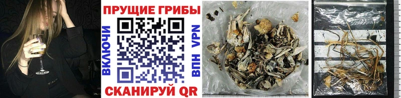 Купить где  Белореченск  Галлюциногенные грибы Psilocybe 